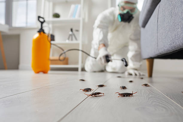 Post-Treatment Bed Bug Interceptor Monitoring in Mount Hope